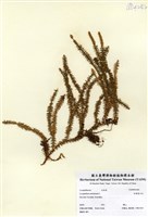 藏品(杉葉曼石松)的圖片